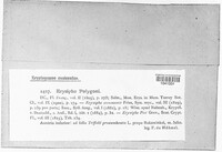 Erysiphe polygoni image